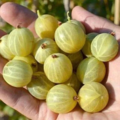 Крыжовник БЕРИЛЛ  Крыжовник БЕРИЛЛ в Горках