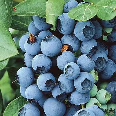 Голубика КОВИЛЛ  Голубика КОВИЛЛ в Горках