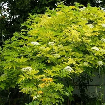 Бузина черная АУРЕА  Бузина черная АУРЕА в Горках