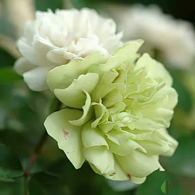 Роза ГРИН АЙС миниатюрная  Роза ГРИН АЙС миниатюрная в Горках