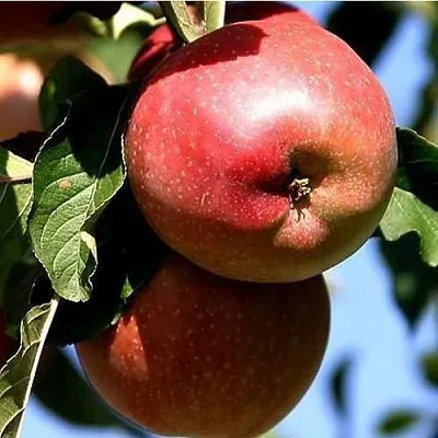 Яблоня АНТЕЙ КИЕВСКИЙ колонновидная в Горках