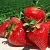 Клубника ДЖОЛИ в Горках