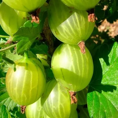 Крыжовник МАЛАХИТ  Крыжовник МАЛАХИТ в Горках