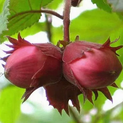 Фундук АЙВЕНГО  Фундук АЙВЕНГО в Горках