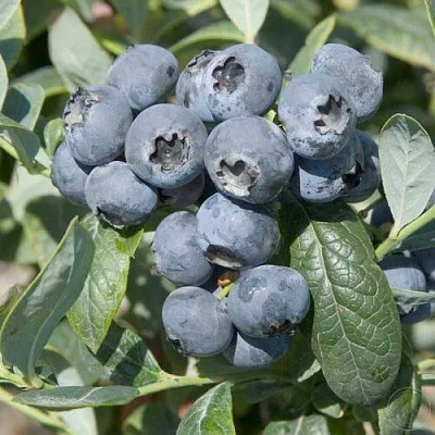 Голубика БРИГИТТА  Голубика БРИГИТТА в Горках