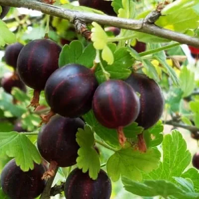 Крыжовник СЕВЕРНЫЙ КАПИТАН  Крыжовник СЕВЕРНЫЙ КАПИТАН в Горках