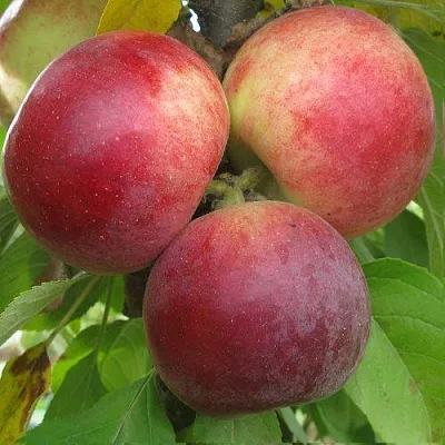 Яблоня БАЛЕРИНА ФЛАМЕНКО колонновидная  в Горках