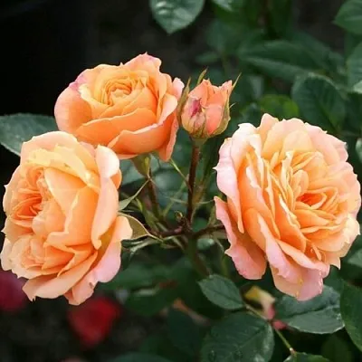 Роза КЛЕМЕНТИНА миниатюрная  Роза КЛЕМЕНТИНА миниатюрная в Горках