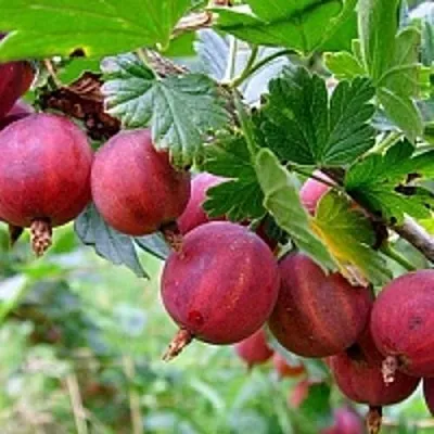 Крыжовник КРАСНОСЛАВЯНСКИЙ  Крыжовник КРАСНОСЛАВЯНСКИЙ в Горках