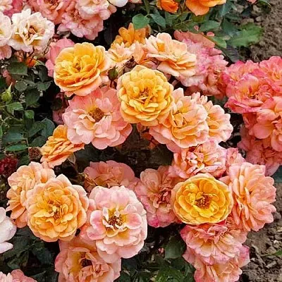 Роза ЭПРИКОТ КЛЕМЕНТИНА миниатюрная  Роза ЭПРИКОТ КЛЕМЕНТИНА миниатюрная в Горках