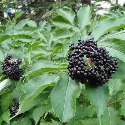 Бузина черная КЛАДЗЕЗЬ  Бузина черная КЛАДЗЕЗЬ в Горках