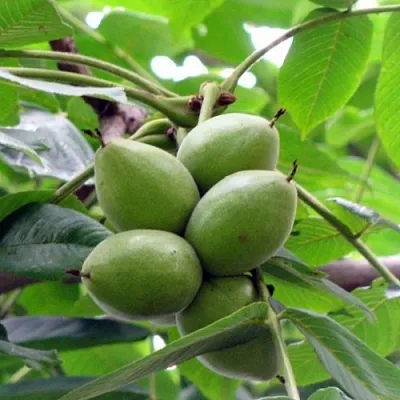 Орех маньчжурский МИЧУРИНЕЦ  Орех маньчжурский МИЧУРИНЕЦ в Горках