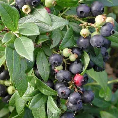 Голубика ПУТТЕ  Голубика ПУТТЕ в Горках