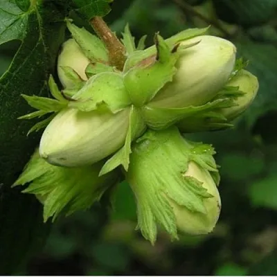 Фундук ТАМБОВСКИЙ ПОЗДНИЙ  Фундук ТАМБОВСКИЙ ПОЗДНИЙ в Горках