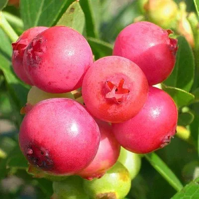 Голубика ПИНК ЛИМОНАД  Голубика ПИНК ЛИМОНАД в Горках