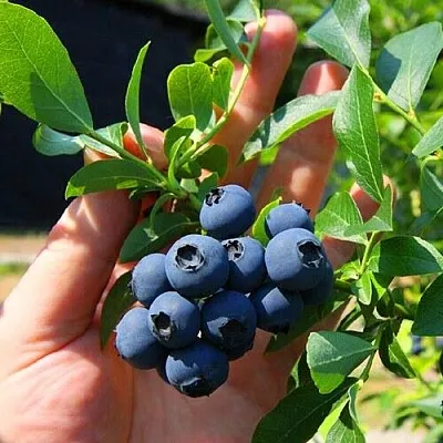 Голубика НОРТ КАНТРИ  Голубика НОРТ КАНТРИ в Горках
