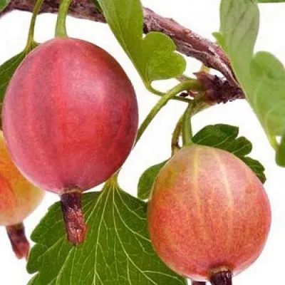 Крыжовник ЯРКИЙ  Крыжовник ЯРКИЙ в Горках