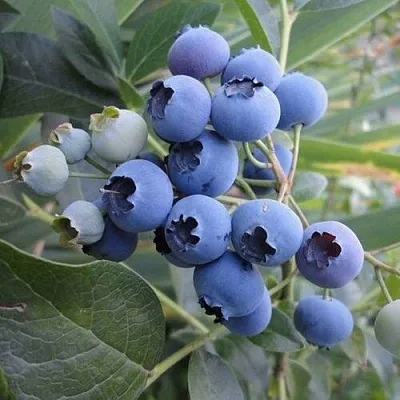 Голубика ЛЕГАЦИЯ  Голубика ЛЕГАЦИЯ в Горках