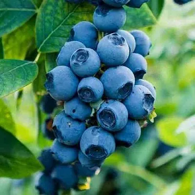 Голубика БОНИФАЦИЙ  Голубика БОНИФАЦИЙ в Горках