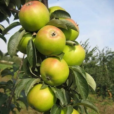 Яблоня ЛУКОМОР колонновидная в Горках