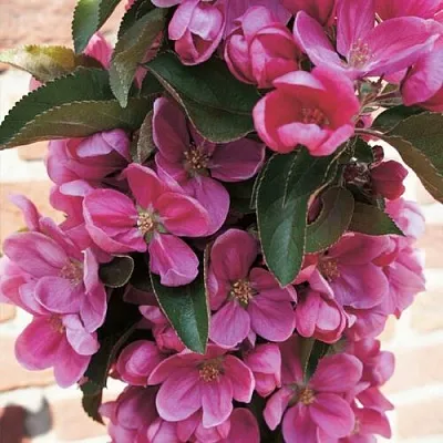 Яблоня ЗЕЛЁНЫЙ БУКЕТ декоративная в Горках