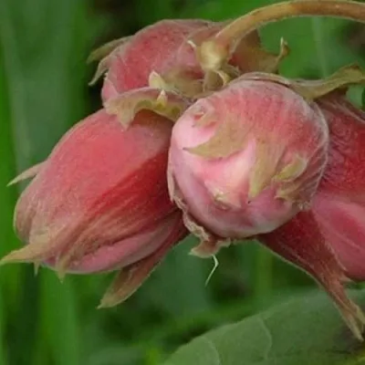 Фундук АКАДЕМИК ЯБЛОКОВ  Фундук АКАДЕМИК ЯБЛОКОВ в Горках