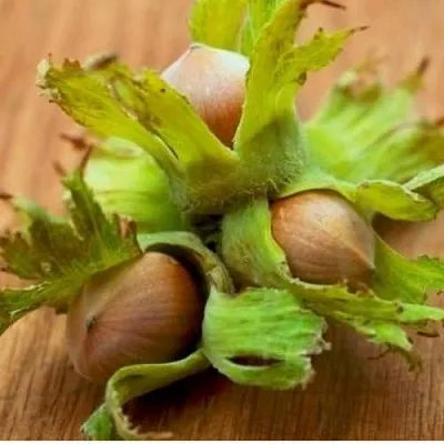 Фундук ГИГАНТ ТАМБОВСКИЙ  Фундук ГИГАНТ ТАМБОВСКИЙ в Горках