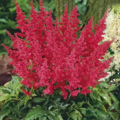 Астильба МОНТГОМЕРИ японская в Горках