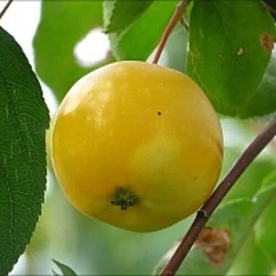 Яблоня КИТАЙКА ЖЁЛТАЯ колонновидная в Горках