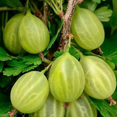 Крыжовник УРАЛЬСКИЙ ИЗУМРУД  Крыжовник УРАЛЬСКИЙ ИЗУМРУД в Горках