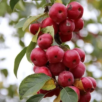 Яблоня РЕД ОБЕЛИСК колонновидная в Горках