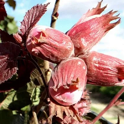 Фундук АЛЫЙ ПАРУС  Фундук АЛЫЙ ПАРУС в Горках