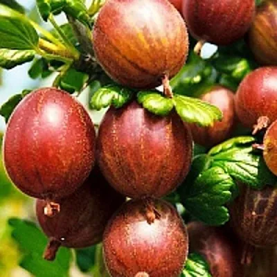 Крыжовник ШЕРШНЕВСКИЙ  Крыжовник ШЕРШНЕВСКИЙ в Горках