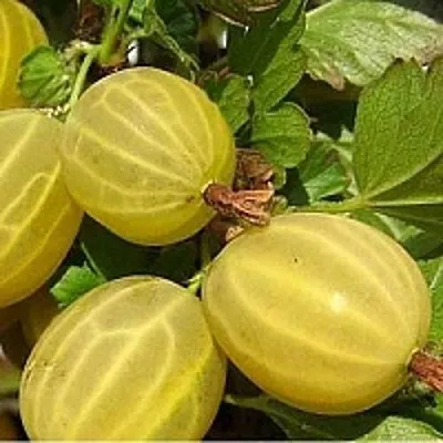 Крыжовник ЯРОВОЙ  Крыжовник ЯРОВОЙ в Горках