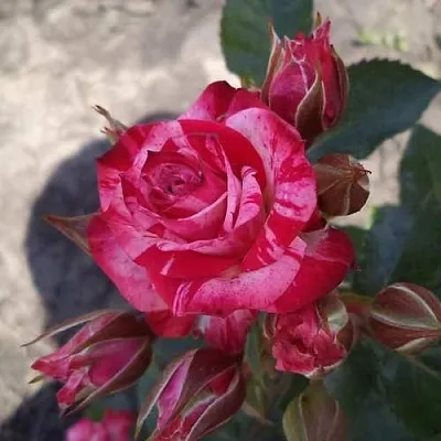 Роза ФАЙЕР ВОРКС миниатюрная  Роза ФАЙЕР ВОРКС миниатюрная в Горках