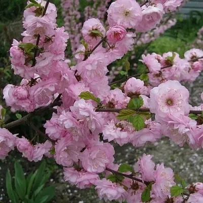 Миндаль ТРЁХЛОПАСТНЫЙ (луизеания)  Миндаль ТРЁХЛОПАСТНЫЙ (луизеания) в Горках