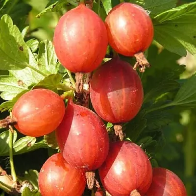 Крыжовник МАШЕКА  Крыжовник МАШЕКА в Горках