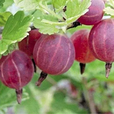 Крыжовник РАВОЛТ  Крыжовник РАВОЛТ в Горках