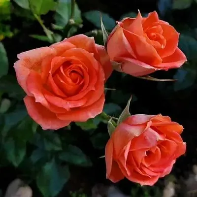 Роза ОРАНЖ ДЖЕВЕЛ миниатюрная  Роза ОРАНЖ ДЖЕВЕЛ миниатюрная в Горках
