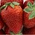 Клубника ФЛАМИНИЯ в Горках