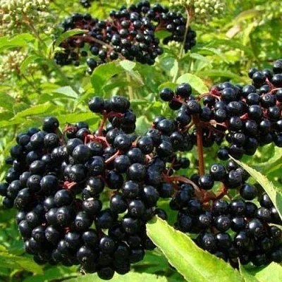 Бузина черная БАГАЦЦЕ  Бузина черная БАГАЦЦЕ в Горках