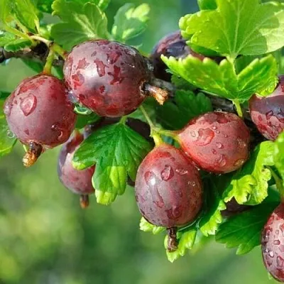 Крыжовник СЕРЕНАДА  Крыжовник СЕРЕНАДА в Горках