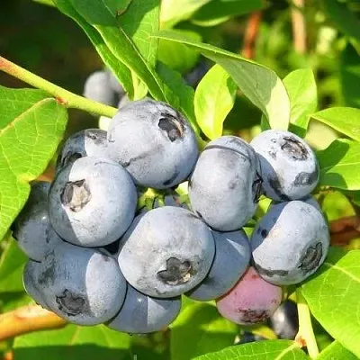 Голубика ЭЛИЗАБЕТ  Голубика ЭЛИЗАБЕТ в Горках