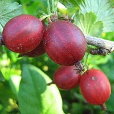 Крыжовник ЩЕДРЫЙ  Крыжовник ЩЕДРЫЙ в Горках