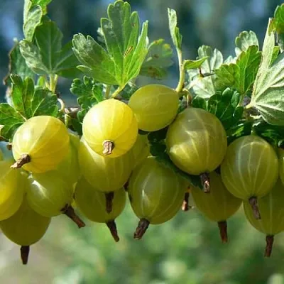 Крыжовник ХИННОНМАЙНЕН КЕЛЬТАЙНЕН  Крыжовник ХИННОНМАЙНЕН КЕЛЬТАЙНЕН в Горках