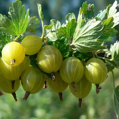 Крыжовник ЮБИЛЕЙНЫЙ  Крыжовник ЮБИЛЕЙНЫЙ в Горках