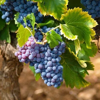 Виноград ЗИЛГА  Виноград ЗИЛГА в Горках