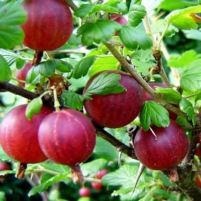 Крыжовник КОНСУЛ  Крыжовник КОНСУЛ в Горках