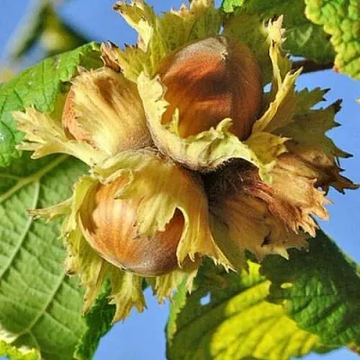 Фундук ТОНДА РОМАНА  Фундук ТОНДА РОМАНА в Горках