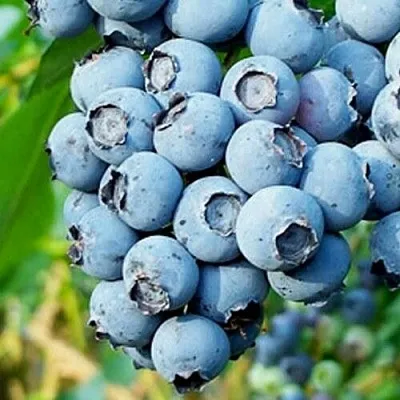 Голубика БРИГИТТА БЛЮ  Голубика БРИГИТТА БЛЮ в Горках